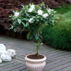 Double Blooming Gardenia Tree -Fast-Growing-Trees Shop Double Blooming Gardenia 6 FGT