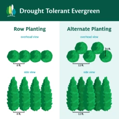 Drought-Tolerant Evergreen Tree -Fast-Growing-Trees Shop DroughtTolerantEvergreenTree