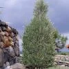 'Little Ollie' Dwarf Olive Tree -Fast-Growing-Trees Shop Dwarf Olive 800 Main Image FGT th