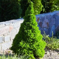 Dwarf Alberta Spruce -Fast-Growing-Trees Shop Dwarf ALberta ALberta Spruce 3 FGT