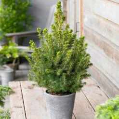 Dwarf Alberta Spruce -Fast-Growing-Trees Shop Dwarf ALberta ALberta Spruce 5 FGT