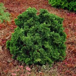 Dwarf Hinoki Cypress Shrub -Fast-Growing-Trees Shop Dwarf Hinoki Cypress 1