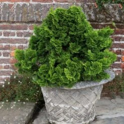 Dwarf Hinoki Cypress Shrub -Fast-Growing-Trees Shop Dwarf Hinoki Cypress 2