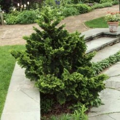 Dwarf Hinoki Cypress Shrub -Fast-Growing-Trees Shop Dwarf Hinoki Cypress 3