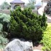 Dwarf Hinoki Cypress Shrub -Fast-Growing-Trees Shop Dwarf Hinoki Cypress 600x600 cac0050d 9e2c 4c5e 9007 df543b90c8f8
