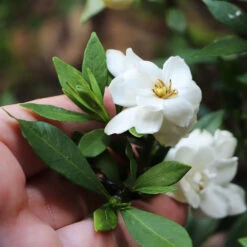 Dwarf Radicans Gardenia 9 Dwarf Radicans Gardenia -Fast-Growing-Trees Shop Dwarf Radicans Gardenia 6