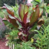 Dwarf Red Banana Tree -Fast-Growing-Trees Shop Dwarf Red Banana Plant 350 01