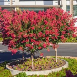 Dynamite Crape Myrtle -Fast-Growing-Trees Shop Dynamite Crape Myrtle single trunk