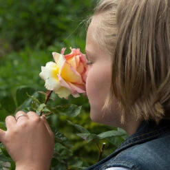 Euphoria® Rose Shrub -Fast-Growing-Trees Shop EUphoria Rose Tree 1