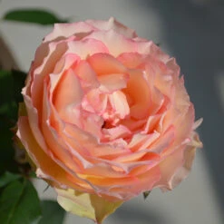 Euphoria® Rose Shrub -Fast-Growing-Trees Shop EUphoria Rose Tree 2