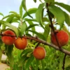Early White Giant Peach Tree -Fast-Growing-Trees Shop Early White Giant Peach Tree 350