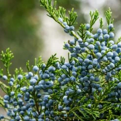 Eastern Red Cedar Tree -Fast-Growing-Trees Shop Eastern Red Cedar 2 FGT