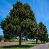 Eastern Red Cedar Tree 2 Eastern Red Cedar Tree -Fast-Growing-Trees Shop Eastern Red Cedar 600x600 FGT