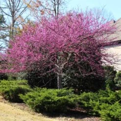 Eastern Redbud -Fast-Growing-Trees Shop Eastern Redbud 3