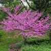 Eastern Redbud 1 Eastern Redbud -Fast-Growing-Trees Shop Eastern Redbud FGT 600x600 5676e569 3a04 4cdf b06a 7047e5db4442