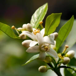 EasyPeel Clementine Tree -Fast-Growing-Trees Shop Easy Peel Clementine 5