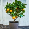EasyPeel Clementine Tree 1 EasyPeel Clementine Tree -Fast-Growing-Trees Shop Easy Peel Clementine FGT 600x600 7715f8b8 7ade 444c b849 5c8b79e452e4