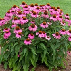 PowWow® Wild Berry Coneflower (Echinacea) -Fast-Growing-Trees Shop Echinacea Pow Wow Wildberry 1