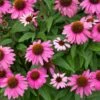 PowWow® Wild Berry Coneflower (Echinacea) -Fast-Growing-Trees Shop Echinacea Pow Wow Wildberry 600x600 80986137 f5bb 49c5 b4c8 9a51315a7b38