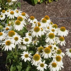 PowWow® White Coneflower (Echinacea) -Fast-Growing-Trees Shop Echinacea PowWow WHite 2