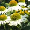 PowWow® White Coneflower (Echinacea) -Fast-Growing-Trees Shop Echinacea PowWow WHite 600x600 4bf42975 0221 4d4c bf26 2b015bfb0f3a