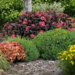 Eclipse® Bigleaf Hydrangea 13 Eclipse® Bigleaf Hydrangea -Fast-Growing-Trees Shop Eclipse Mophead 4