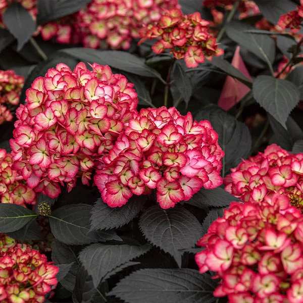 Eclipse® Bigleaf Hydrangea 3 Eclipse® Bigleaf Hydrangea