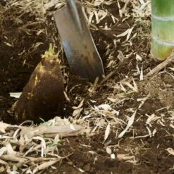 Edible Bamboo Plant 9 Edible Bamboo Plant -Fast-Growing-Trees Shop Edible Bamboo 5 FGT