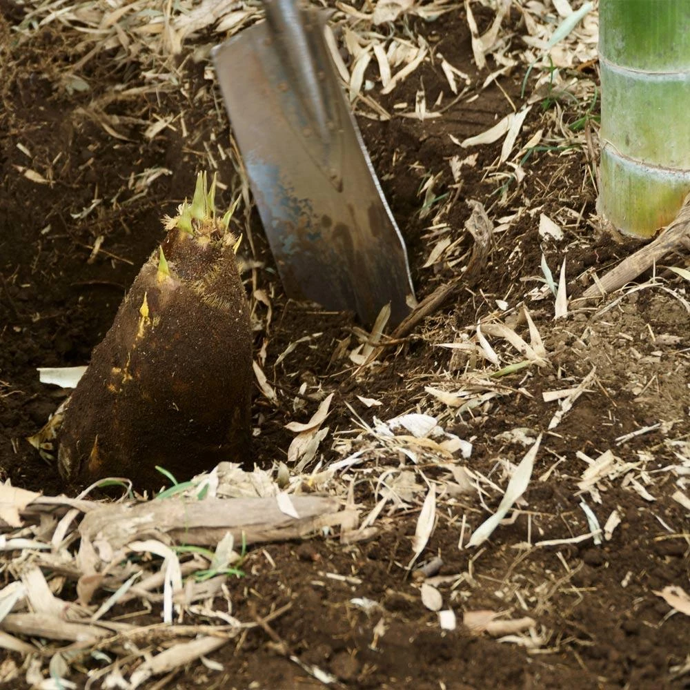 Edible Bamboo Plant 6 Edible Bamboo Plant - Image 4