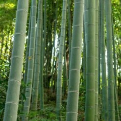 Edible Bamboo Plant 8 Edible Bamboo Plant -Fast-Growing-Trees Shop Edible Bamboo 6