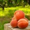 Elberta Peach Tree -Fast-Growing-Trees Shop Elberta Peach Tree FGT 600x600 3a84641e de91 4bae 9bfe 83df0c806c8c