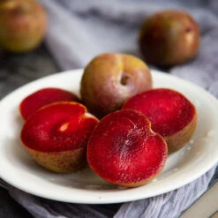 Elephant Heart Plum Tree 8 Elephant Heart Plum Tree -Fast-Growing-Trees Shop Elephant Heart Plum 1