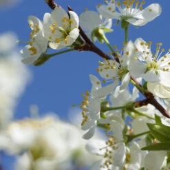 Elephant Heart Plum Tree 9 Elephant Heart Plum Tree -Fast-Growing-Trees Shop Elephant Heart Plum 2