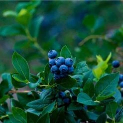 Elliot Blueberry Bush 8 Elliot Blueberry Bush -Fast-Growing-Trees Shop Elliot Blueberry 450 D1