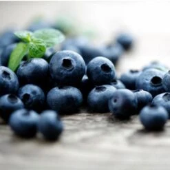 Elliot Blueberry Bush 9 Elliot Blueberry Bush -Fast-Growing-Trees Shop Elliot Blueberry 450 D2