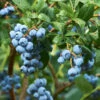 Emerald Blueberry Bush 2 Emerald Blueberry Bush -Fast-Growing-Trees Shop Emerald Blueberries 600x600 ba57f98c e75b 4707 a839 d566b7aa64e7