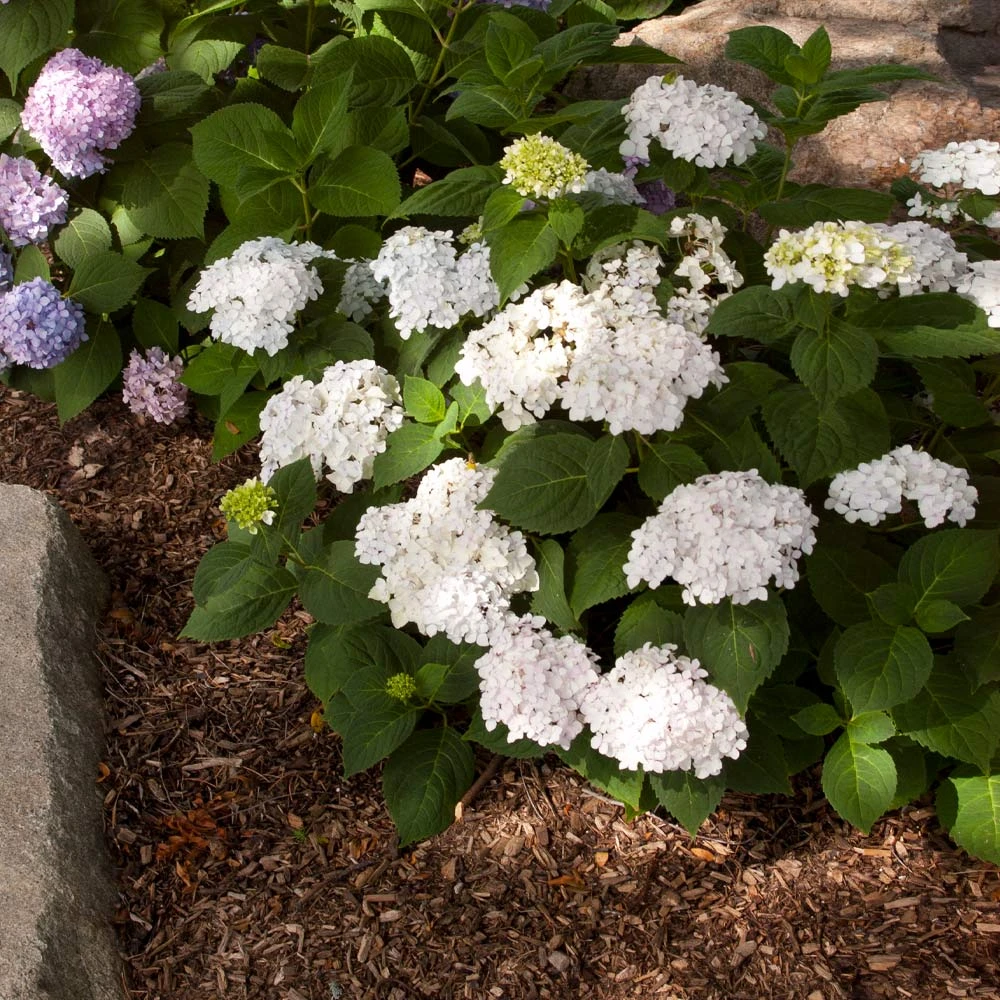 Endless Summer® Blushing Bride Bigleaf Hydrangea Shrub 5 Endless Summer® Blushing Bride Bigleaf Hydrangea Shrub - Image 3