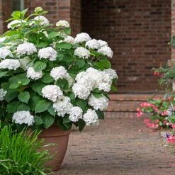 Endless Summer® Blushing Bride Bigleaf Hydrangea Shrub 10 Endless Summer® Blushing Bride Bigleaf Hydrangea Shrub -Fast-Growing-Trees Shop Endless Summer Blushing Bride 3 FGT