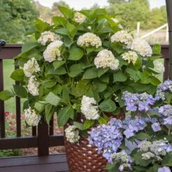 Endless Summer® Blushing Bride Bigleaf Hydrangea Shrub 11 Endless Summer® Blushing Bride Bigleaf Hydrangea Shrub -Fast-Growing-Trees Shop Endless Summer Blushing Bride 5