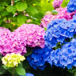 Endless Summer® Hydrangea Shrub 11 Endless Summer® Hydrangea Shrub -Fast-Growing-Trees Shop Endless Summer Hydrangea 3 FGT