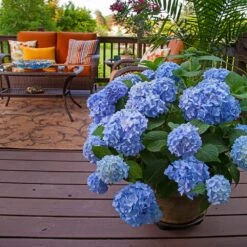 Endless Summer® Hydrangea Shrub 12 Endless Summer® Hydrangea Shrub -Fast-Growing-Trees Shop Endless Summer Hydrangea 6