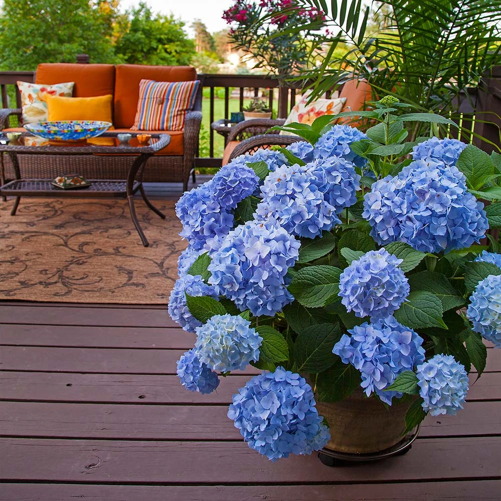 Endless Summer® Hydrangea Shrub 7 Endless Summer® Hydrangea Shrub - Image 5