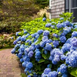 Endless Summer® Hydrangea Shrub 10 Endless Summer® Hydrangea Shrub -Fast-Growing-Trees Shop Endless Summer Hydrangea 7 FGT