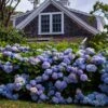 Endless Summer® Hydrangea Shrub -Fast-Growing-Trees Shop Endless Summer Hydrangea FGT 600x600 af4f40b4 ba67 4ec6 8a9b 2029c8402a33