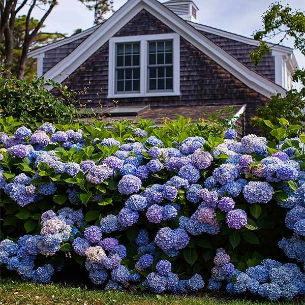 Endless Summer® Hydrangea Shrub 3 Endless Summer® Hydrangea Shrub