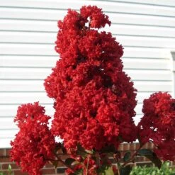 Enduring Summer Crape Myrtle -Fast-Growing-Trees Shop Enduring Summer Crape Myrtle 2