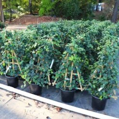 English Ivy Vine -Fast-Growing-Trees Shop English Ivy 5