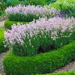 English Boxwood Shrub -Fast-Growing-Trees Shop English Boxwood 4
