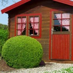 English Boxwood Shrub -Fast-Growing-Trees Shop English Boxwood 6 FGT