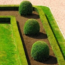 English Boxwood Shrub -Fast-Growing-Trees Shop English Boxwood 7